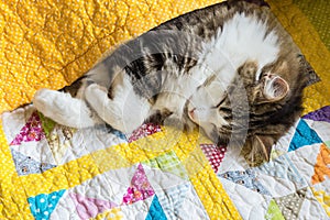 Tabby cat sleeping wrapped up in colourful quilt cover