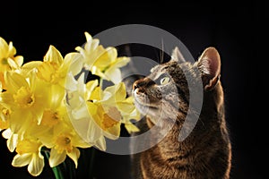 tabby cat sniffing yellow flowers pet portrait