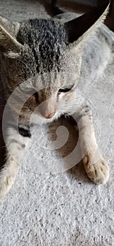 A tabby cat is squating on the floor