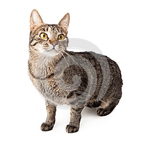 Tabby cat standing on alert