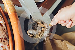 Tabby cat is standing and licking the food which human is fedding.