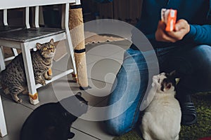 Tabby cat is standing and licking the food which human is fedding.