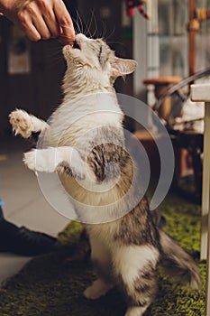 Tabby cat is standing and licking the food which human is fedding.