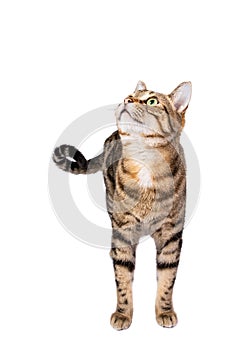 Tabby cat standing and looking up isolated on white