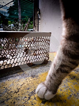 Tabby Cat Standing on The Rat Cage