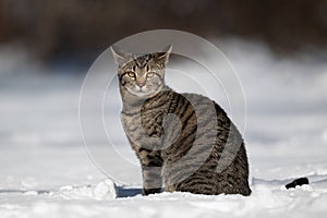 Tabby cat standing in snow