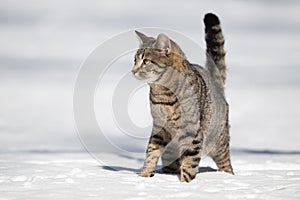 Tabby cat standing in snow