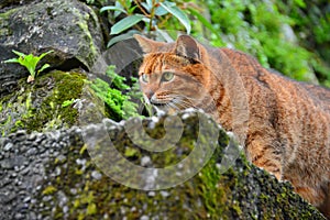 A tabby cat standing on the wall stared intently ahead. Houtong Cat Village.