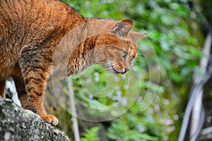 A tabby cat standing on the wall stared intently ahead. Houtong Cat Village.