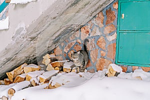 Tabby cat stands on a snow-covered pile of firewood near the wall of a stone house