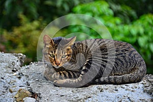 A tabby cat stared straight ahead. Houtong Cat Village.