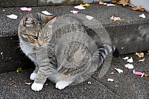 Tabby  cat staring at something in the surroundings