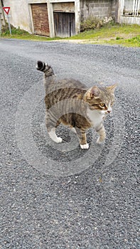 Tabby cat stepping out in road