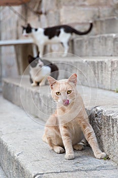 A tabby cat sticking out his tongue on the stone steps with two black and white cats