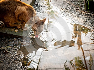 Tabby Cat is Sticking out Its Tongue to Drink Water