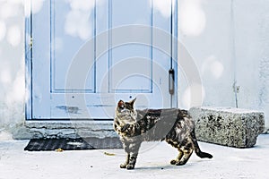 Tabby cat on the street in front of a blue door