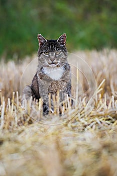 Tabby cat in a stubblefield