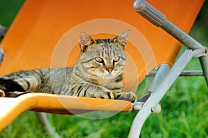 Tabby cat on sunbed