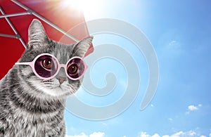 Tabby cat with sunglasses under red beach umbrella on  day