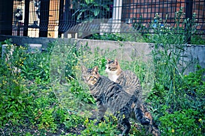 Tabby cat surrounded by grass