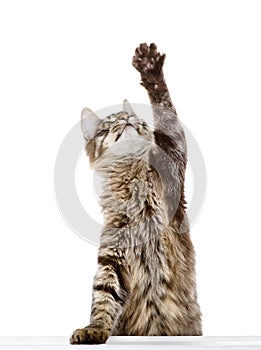 Tabby cat swinging its paw. isolated on white background