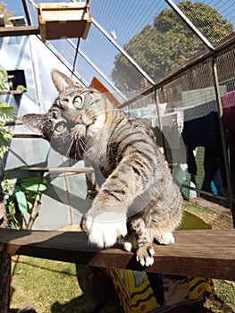 Tabby cat swipes at toy tilts head photo