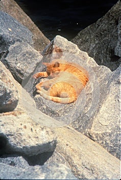 Tabby cat takes a nap on rocky cove near Pacific Ocean