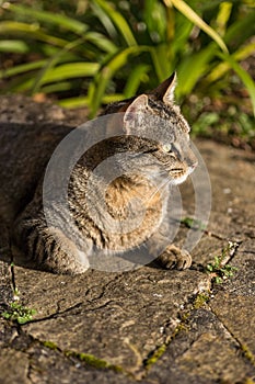 Tabby cat taking a sunbath