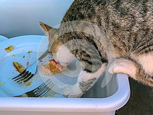 Tabby cat tasting and stealing sweet cake dessert from food tray