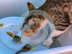 Tabby cat tasting and stealing sweet cake dessert from food tray
