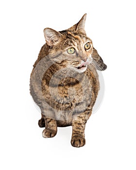Tabby Cat With Tongue Out