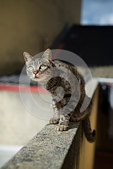 Tabby cat on top of a wall