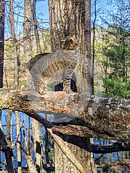 Tabby Cat on a Tree