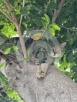 tabby cat on a tree