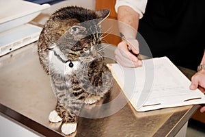 Tabby Cat the Vet