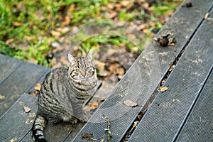 Tabby cat waiting outside