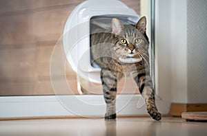 Tabby cat walking through cat flap in window