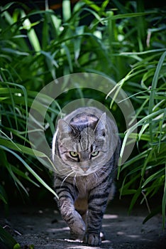 Tabby cat walking in the garden