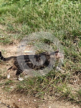 A tabby cat walking through grassy ground.