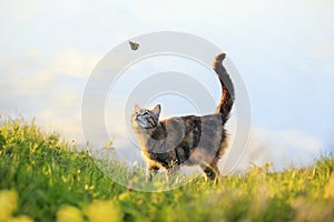 A tabby cat walks through a summer sunny meadow and looks at a passing butterfly
