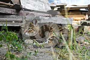 Tabby cat was alarmed by something and looked warily into the side