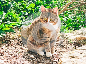 A tabby cat with a white breast sits under a bush