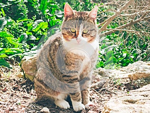 A tabby cat with a white breast sits under a bush