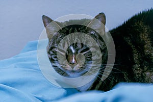 Tabby cat curled on blue bed