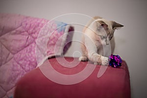 A tabby cat with white fur playing in the house with toy