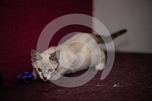 A tabby cat with white fur playing in the house with toy