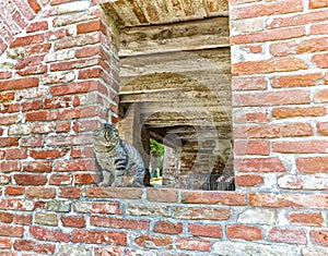 tabby cat on a window in a brick wall