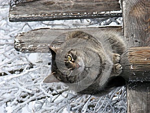 A scacchi gatto sfondo 