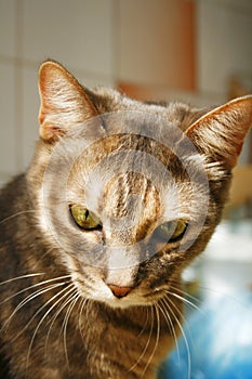 Tabby cat wistful look