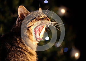 Tabby Cat Yawning in Front of Christmas Tree